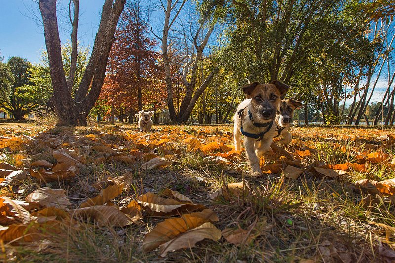 Millie Digby and Ginger at Linsey Prior arboretum.jpg